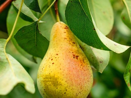 Pear Trees - Orient For Sale