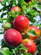 Plum Trees - Hanska Supply