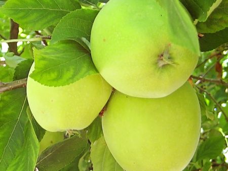 Apple Trees - Granny Smith Improved Online now