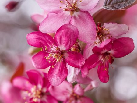 Crabapple - Profusion Online now