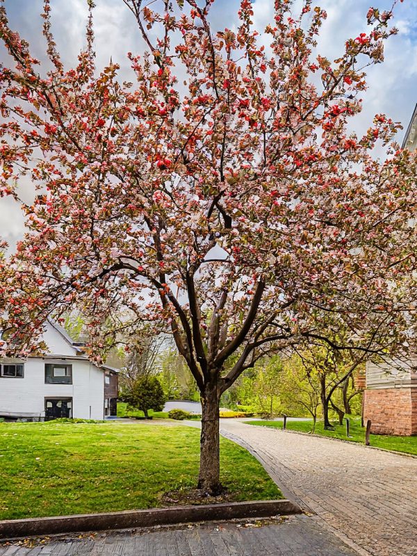 Crabapple - Floribunda on Sale