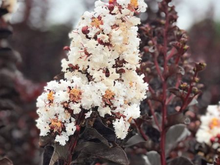 Crape Myrtle - Black Diamond Pure White Sale