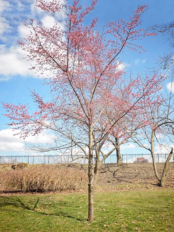 Cherry - Okame (Flowering) Cheap