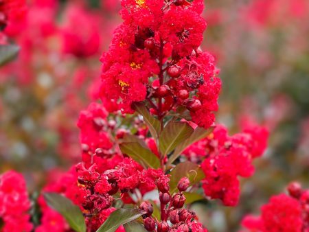 Crape Myrtle - First Editions® Ruffled Red Magic Hot on Sale