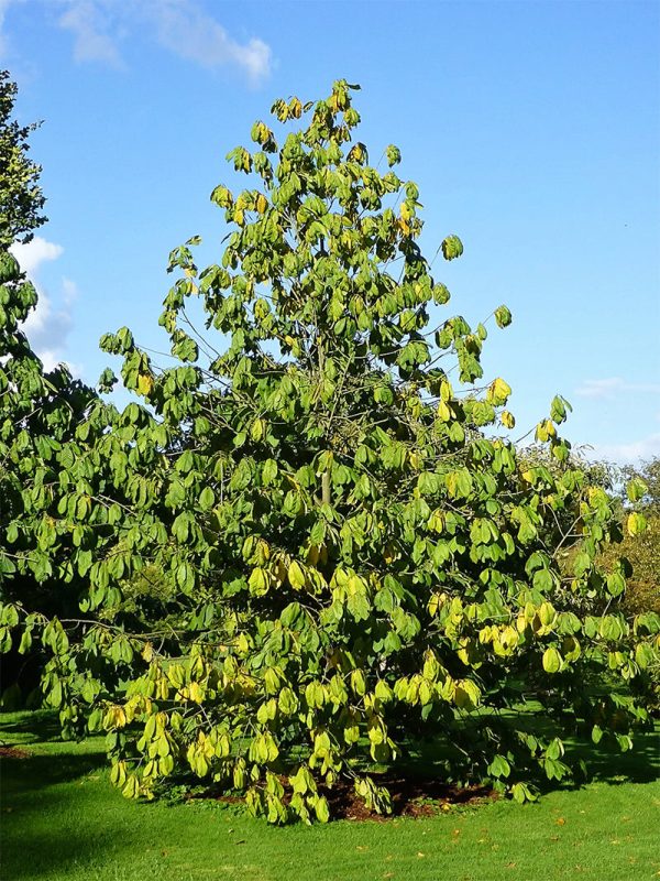 Paw Paw Trees - Seedling Online Sale