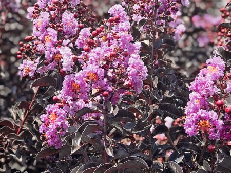 Crape Myrtle - Black Diamond Purely Purple For Cheap