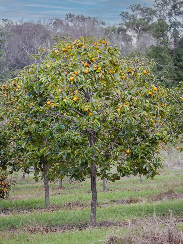 Persimmon Trees - Fuyu Jiro (Non-Astringent) Discount