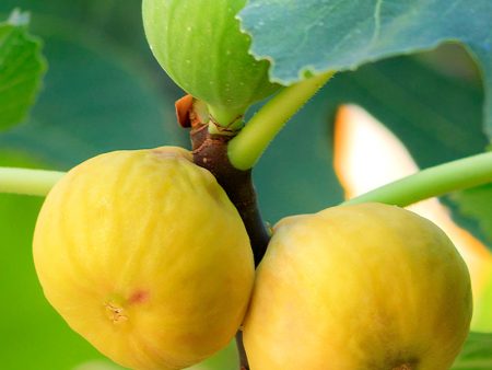 Fig Trees - Yellow Long Neck Online Hot Sale