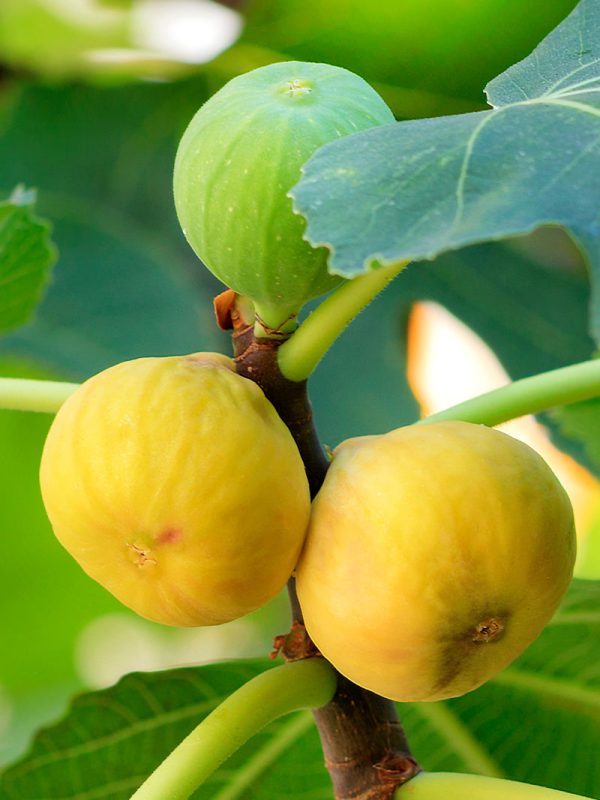 Fig Trees - Yellow Long Neck Online Hot Sale