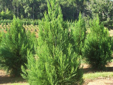 Cryptomeria - Radicans on Sale