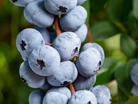 Blueberry - Chandler (Northern Highbush) For Cheap