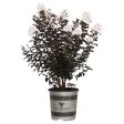 Crape Myrtle - Black Diamond Crystalline White Discount