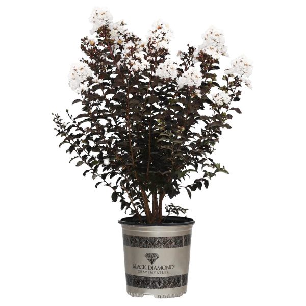 Crape Myrtle - Black Diamond Crystalline White Discount