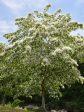 Fringe Tree - Chinese For Cheap