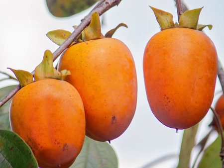 Persimmon Trees - Saijo (Astringent) Supply