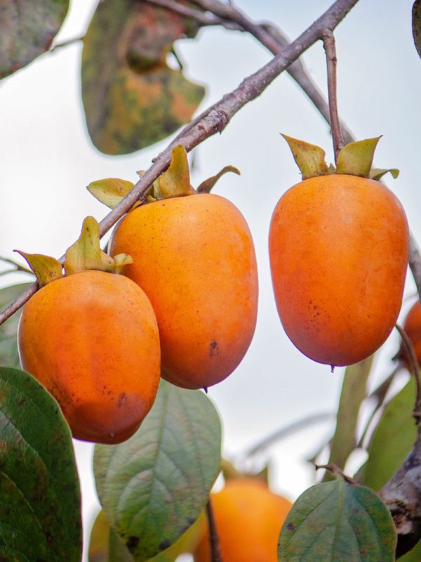 Persimmon Trees - Saijo (Astringent) Supply