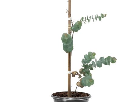 Eucalyptus - Baby Blue For Discount