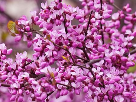 Redbud - Forest Pansy Online