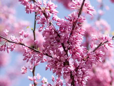 Redbud - Eastern Hot on Sale