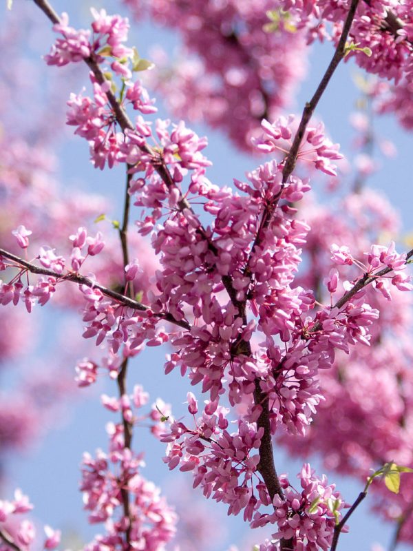 Redbud - Eastern Hot on Sale