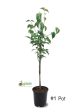 Dogwood - White on Sale