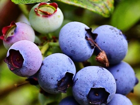 Blueberry - Jersey (Northern Highbush) Online now