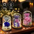 Teddy Bear Rose in Glass Dome with LED Light Valentine Gft for Her Supply